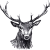 Hirsch