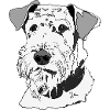 Airedale Terrier