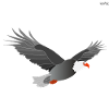 Eagle