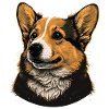 Looking Corgi
