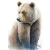 Aquarelle Grizzly Bear Aquarelle
