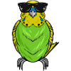 Budgerigar