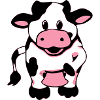 Sigma the happy cow