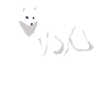Amoureux du renard arctique