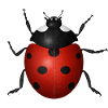 Ladybird
