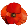 Mohnblume Blüte