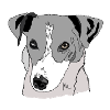 Jack Russel Terrier