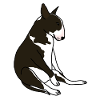 Sedentary Bull Terrier
