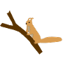 eichhörnchen 1