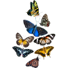 Bunter Schmetterling