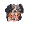 Bernese