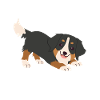 Bernese