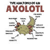 Axolotl Explication Anatomie d’un Axolotl