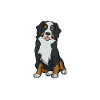Bernese