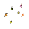 Insecte