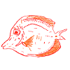 Doctorfisch T-Shirt