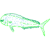 Golden mackerel green on T-shirt