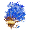 Pusteblume