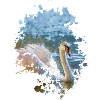 Schwan