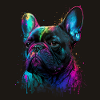 Français Bulldog