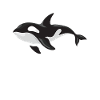 Whale Watchers