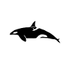Whale Whale Watching Orca