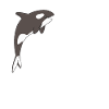 Whale Whale Watching Orca