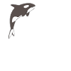 Whale Whale Watching Orca