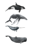 Whale Watchers