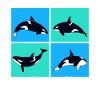 Whale Whale Watching Orca