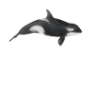 Whale Whale Watching Orca