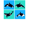 Whale Whale Watching Orca