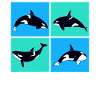 Whale Whale Watching Orca
