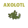 Axolotl Explication Anatomie d’un Axolotl