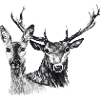 Deer and doe