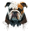 Englische Bulldogge Haustier