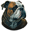 Cute Bulldog