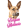 Belgischer Schäferhund Malinois
