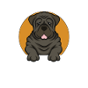 Chinese Shar Pei