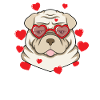 Chinese Shar Pei