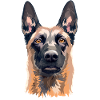 Head of Malinois