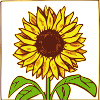 Sunflower motif with frame