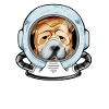 Chinese Shar Pei