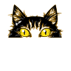 Meow funny cat, funny cat