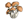 Psychedelic Mushroom, Hippie