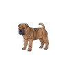 Chinese Shar Pei