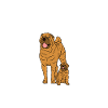 Shar Pei chinois