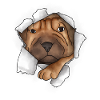 Shar Pei chinois