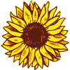 Sunflower Drawing Illustration Motif