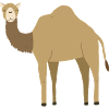 Dromadaire